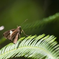 Notocrypta paralysos Wood-Mason & de Nicéville, 1881